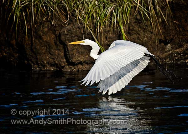 Great Egret in Flight at Sunset